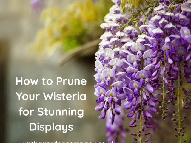How to Prune Your Wisteria for Stunning Displays