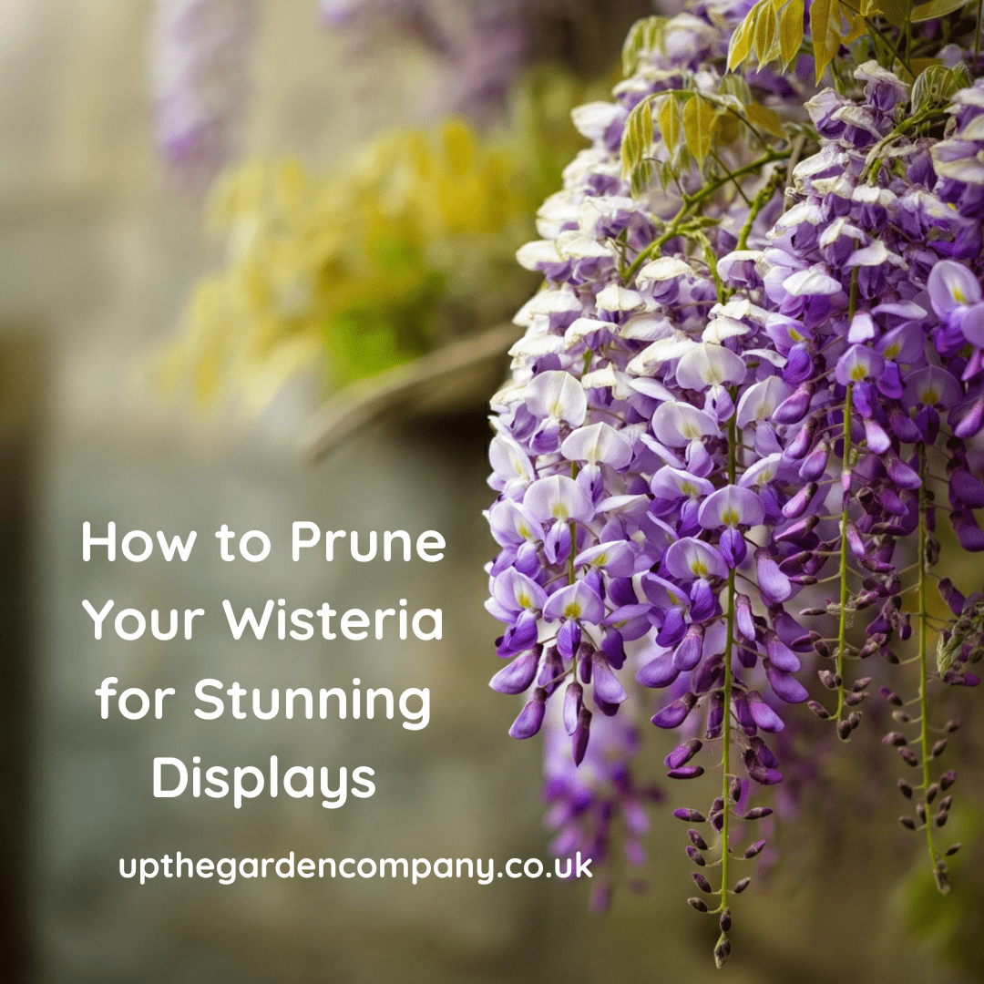 How to Prune Your Wisteria for Stunning Displays