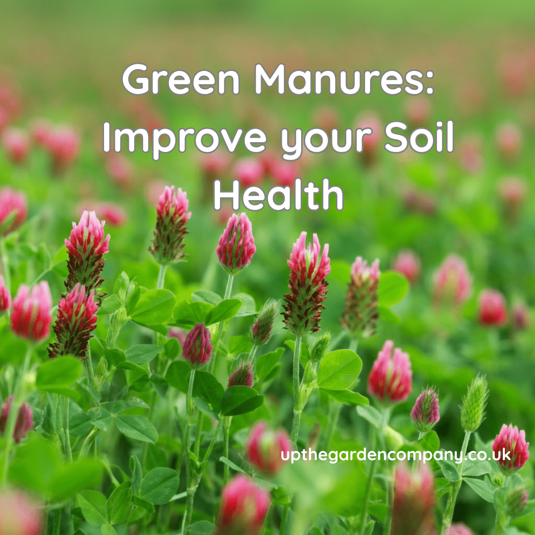 Green Manures: Improve your Soil Health