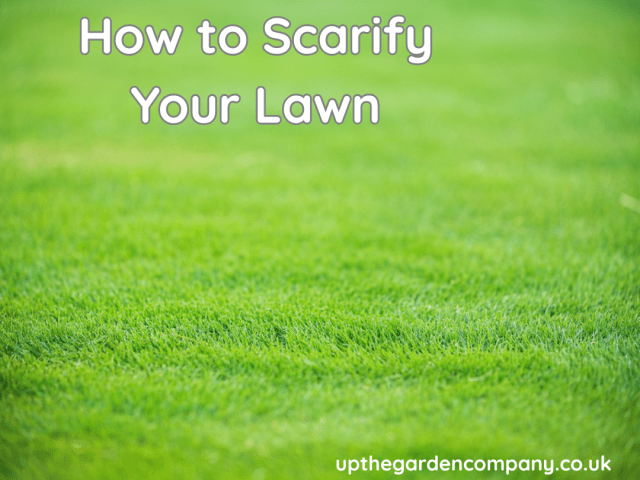 How to Scarify Your Lawn