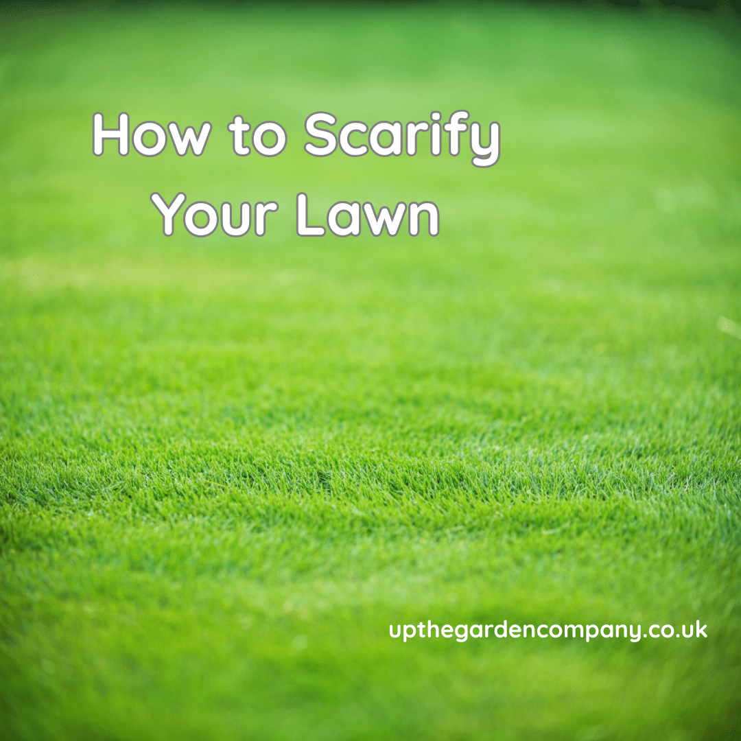 How to Scarify Your Lawn