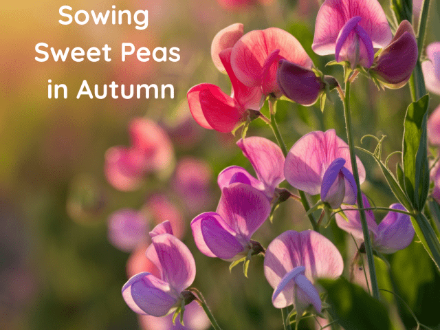 Sowing Sweet Peas in Autumn