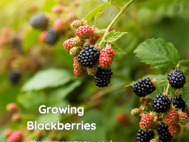 Growing Blackberries