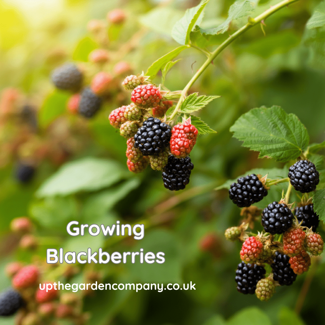 Growing Blackberries