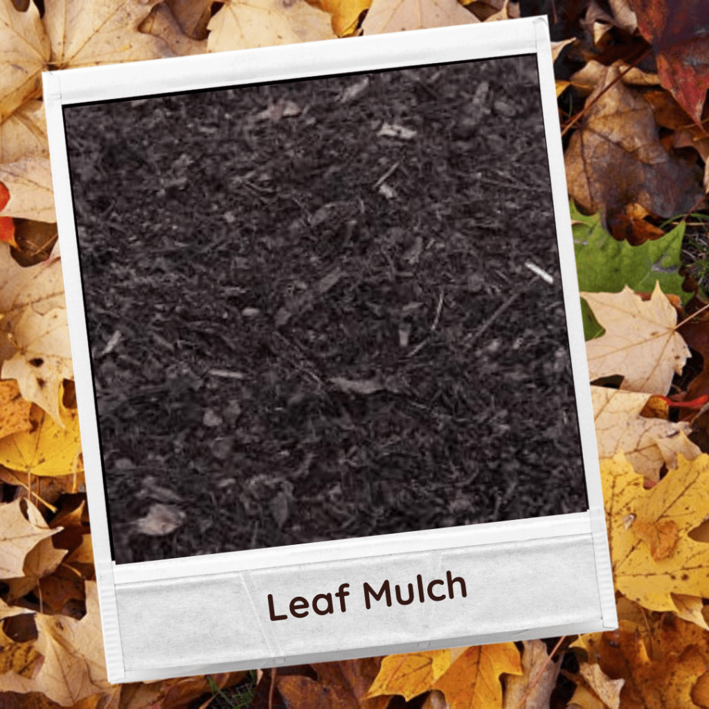 Leaf Mulch Photo set against a background of autumn colourful leaves.