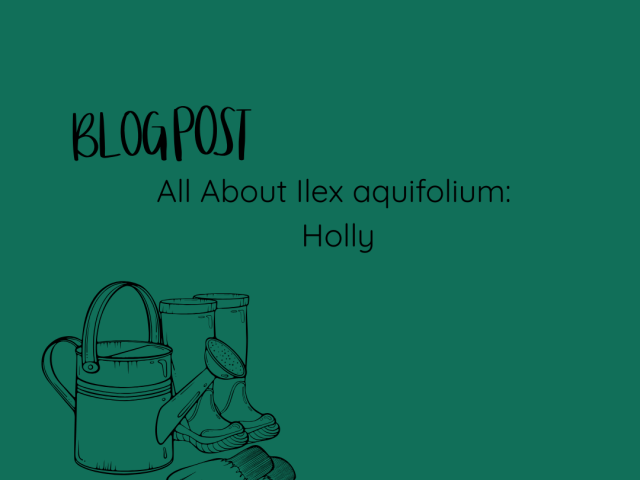All About Ilex aquifolium: Holly
