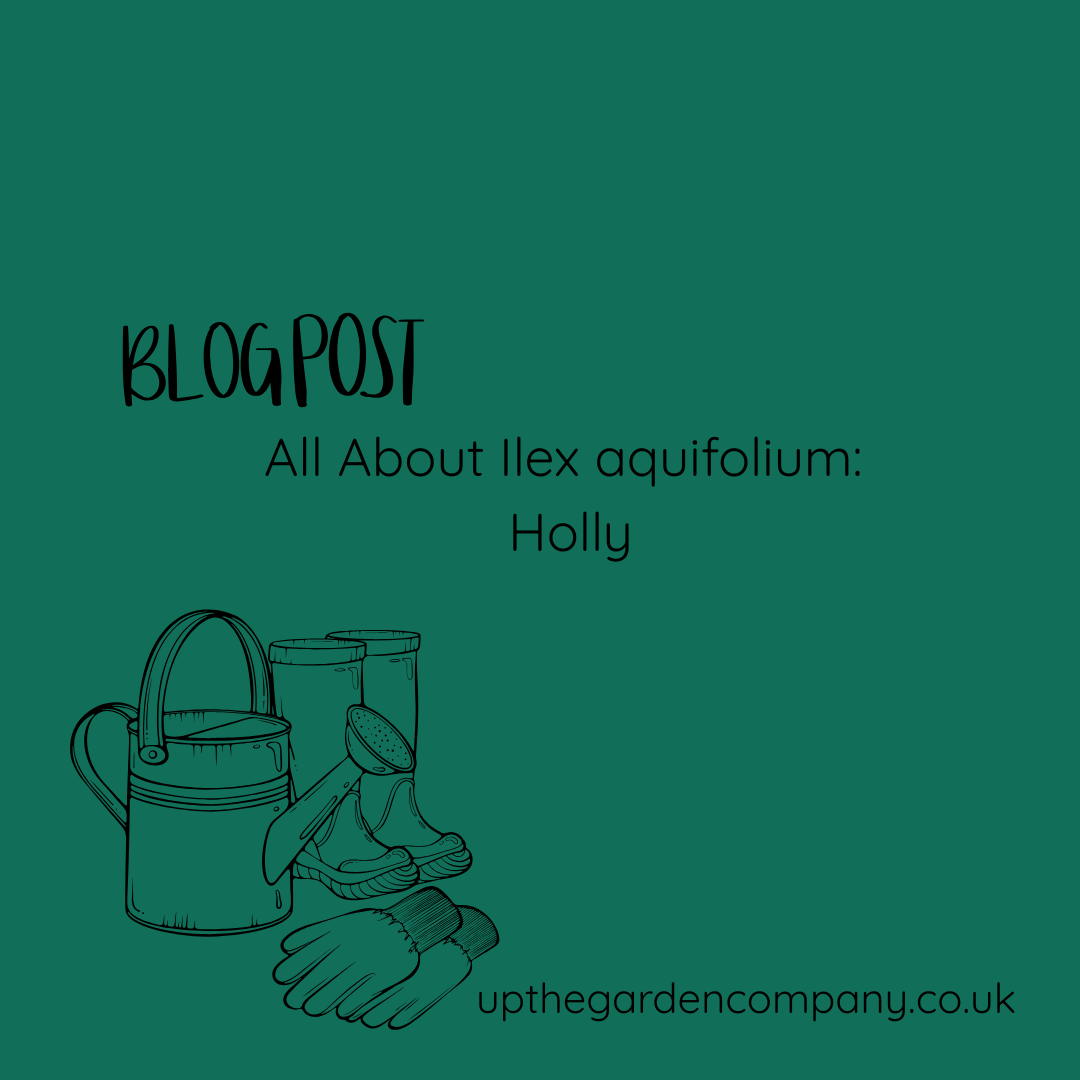 All About Ilex aquifolium: Holly