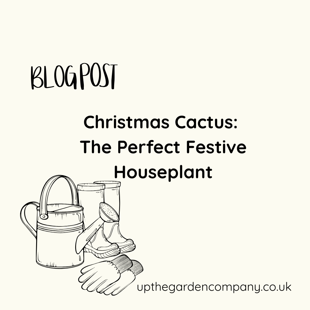 Christmas Cactus: The Perfect Festive Houseplant