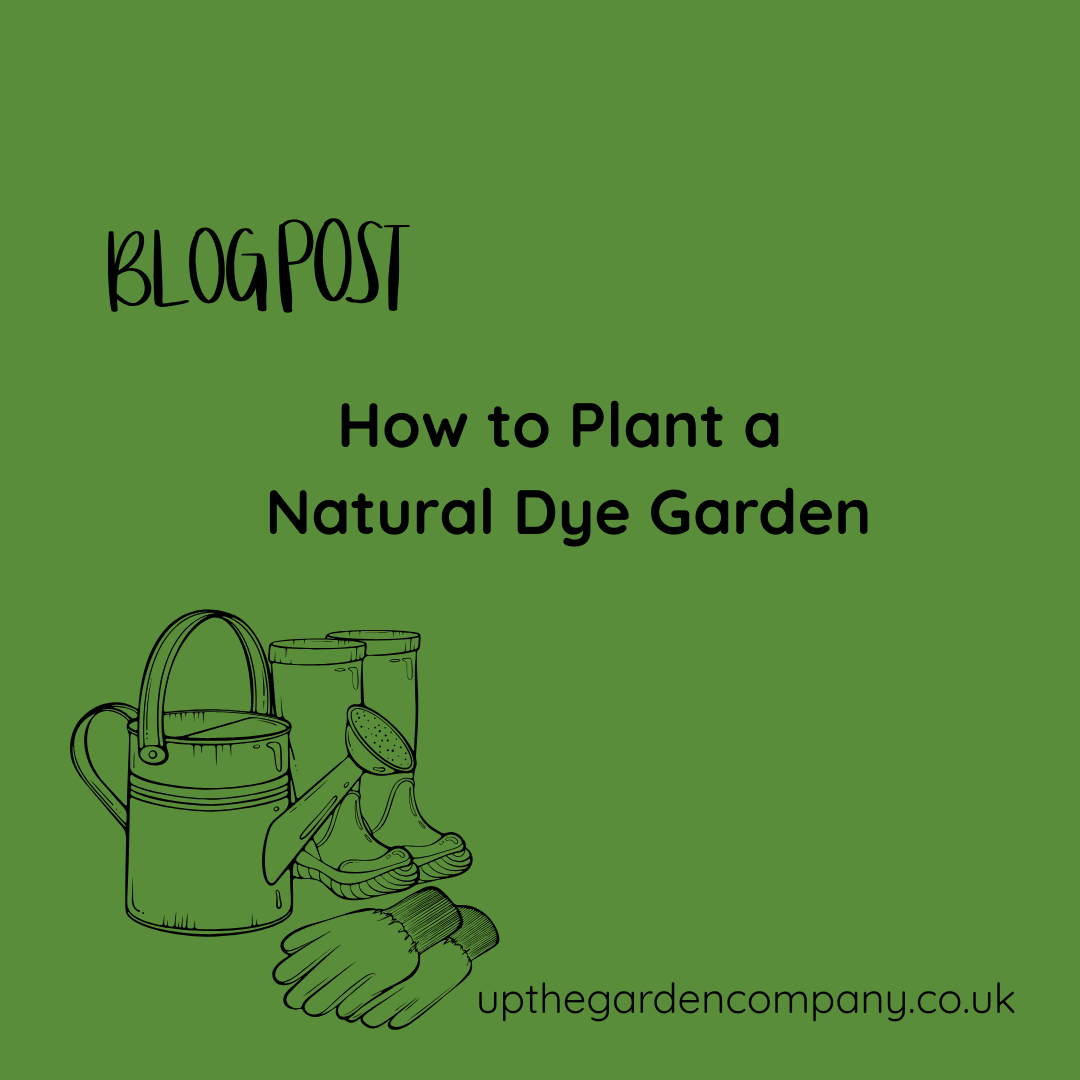 How to plant a natural dye garden