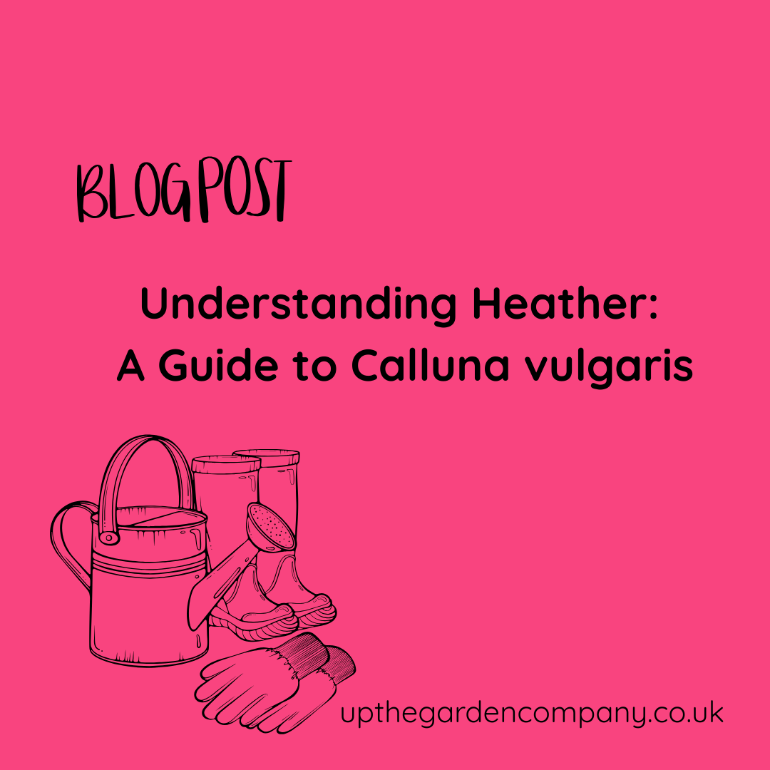 Understanding Heather: A Guide to Calluna vulgaris