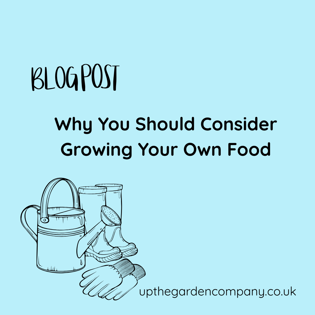 Why You Should Consider Growing Your Own Food