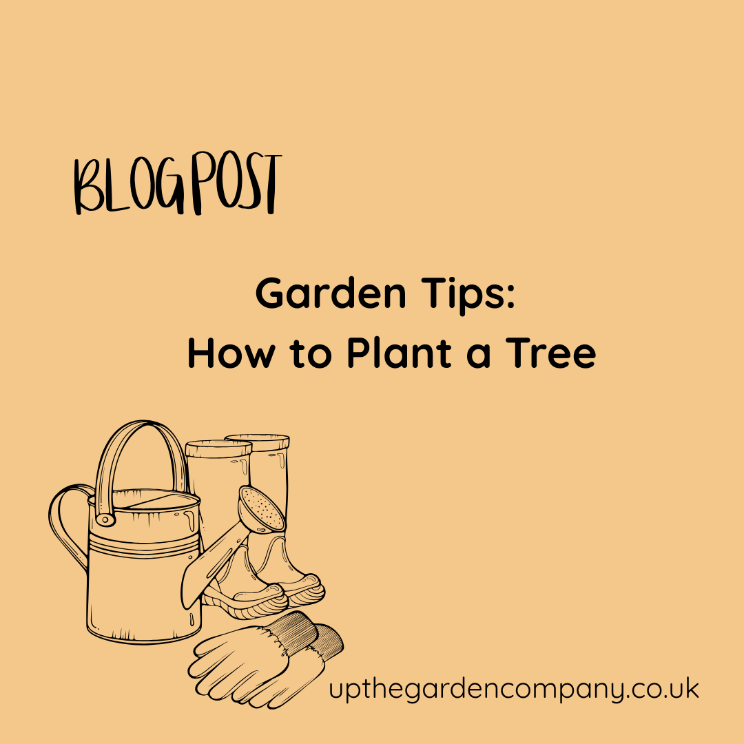Garden Tips. How to Plant a Tree.