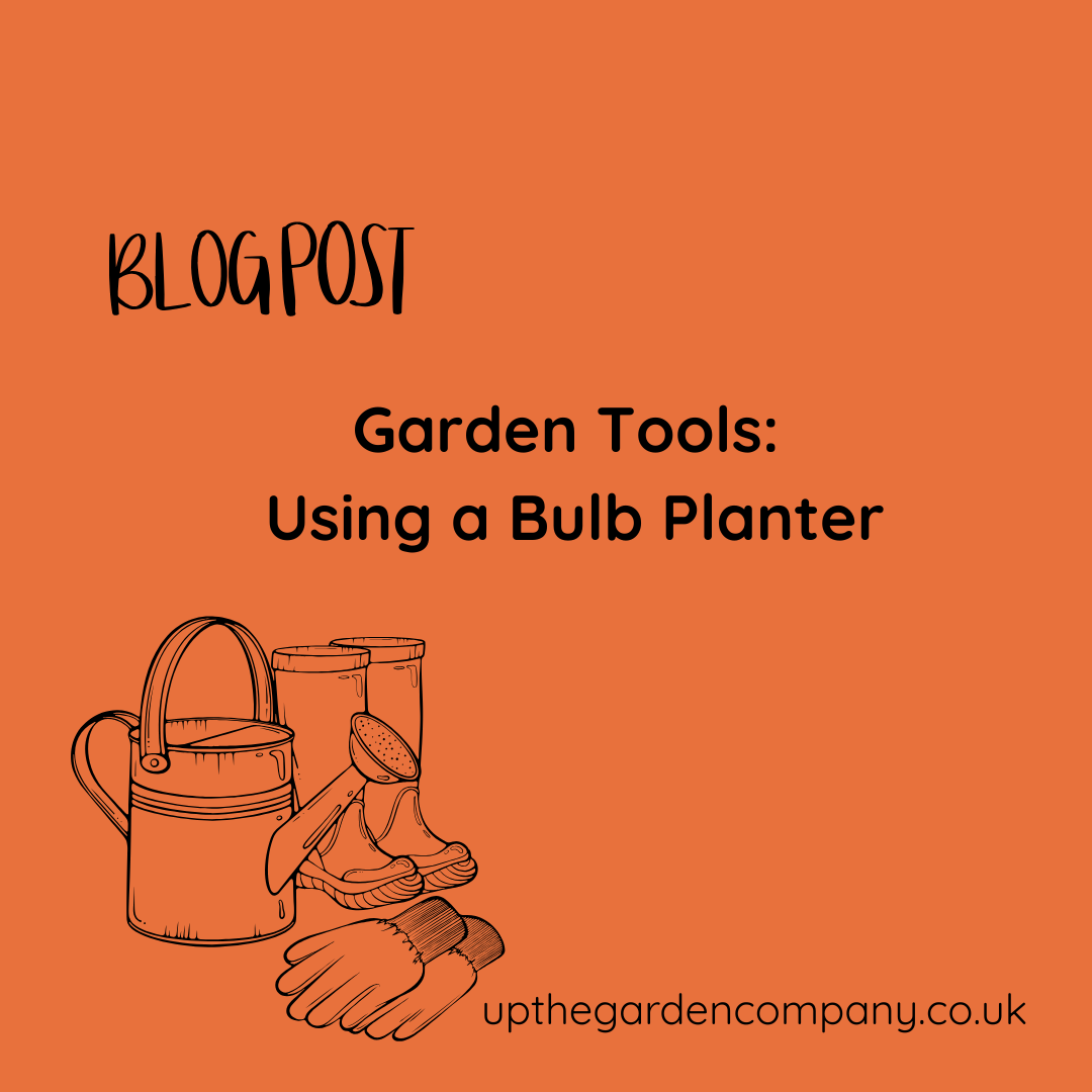 Garden Tools. Using a Bulb Planter