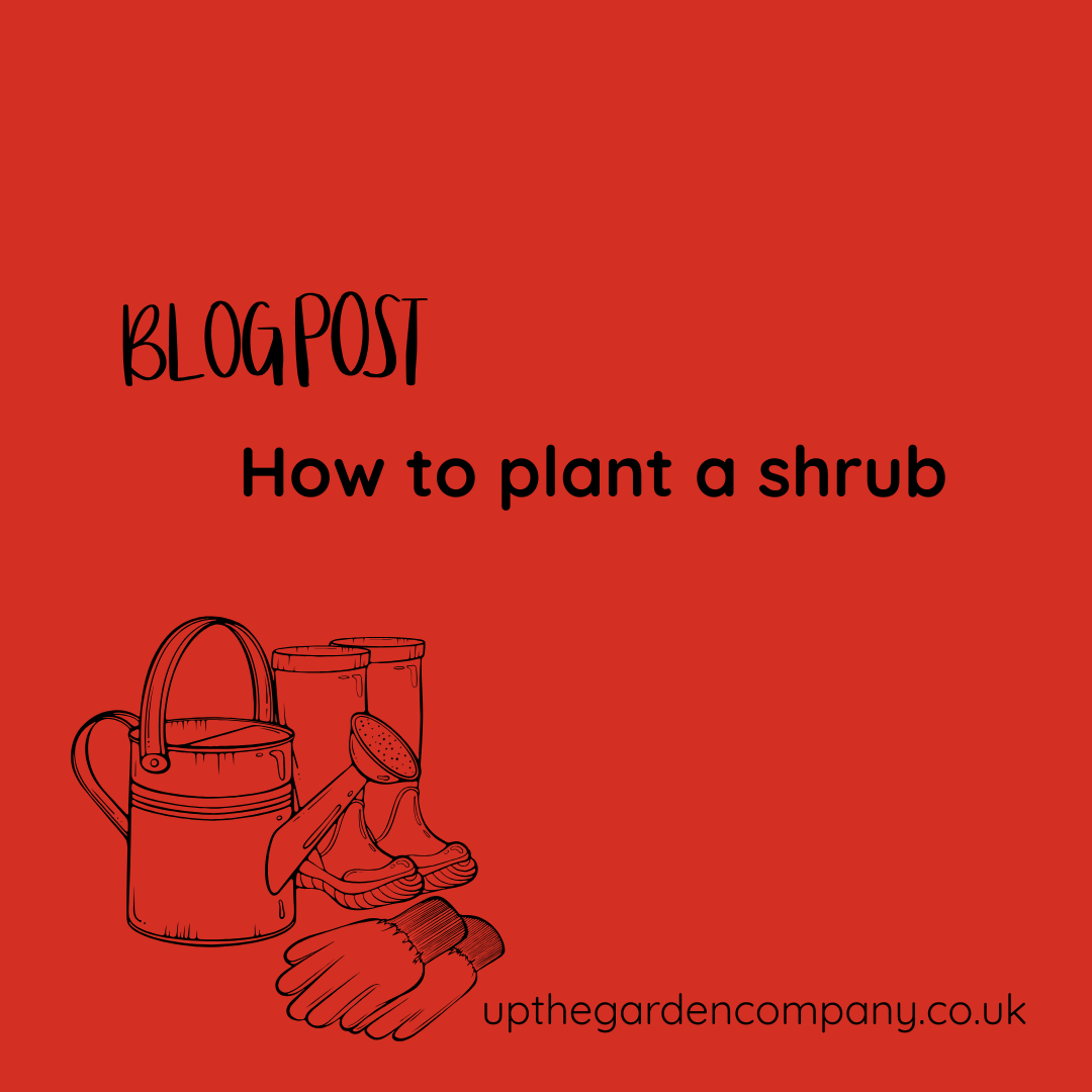 How to plant a shrub
