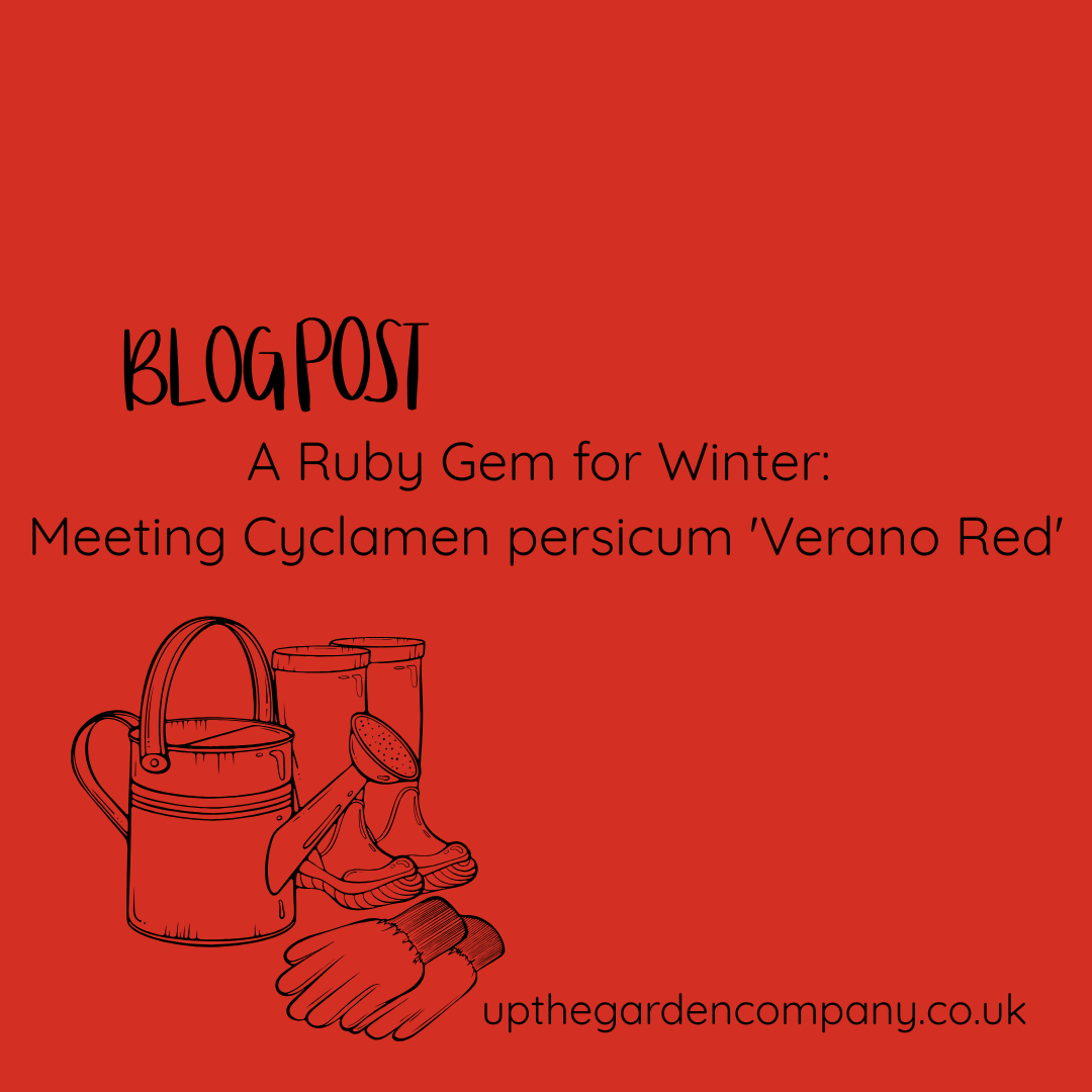 A Ruby Gem for Winter: Meeting Cyclamen persicum 'Verano Red'