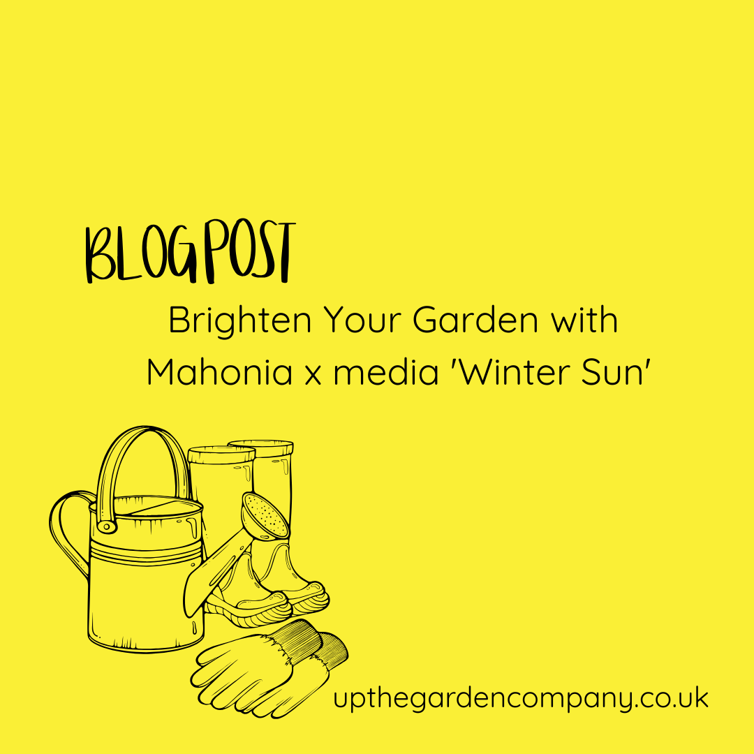 Brighten Your Garden with Mahonia x media 'Winter Sun'