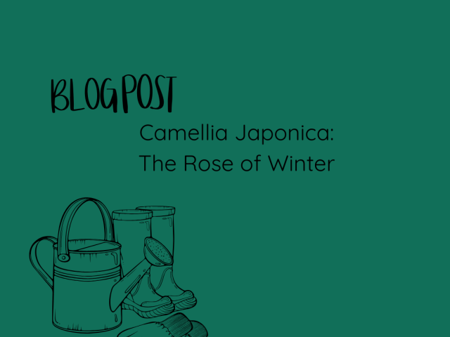 Camellia Japonica: The Rose of Winter