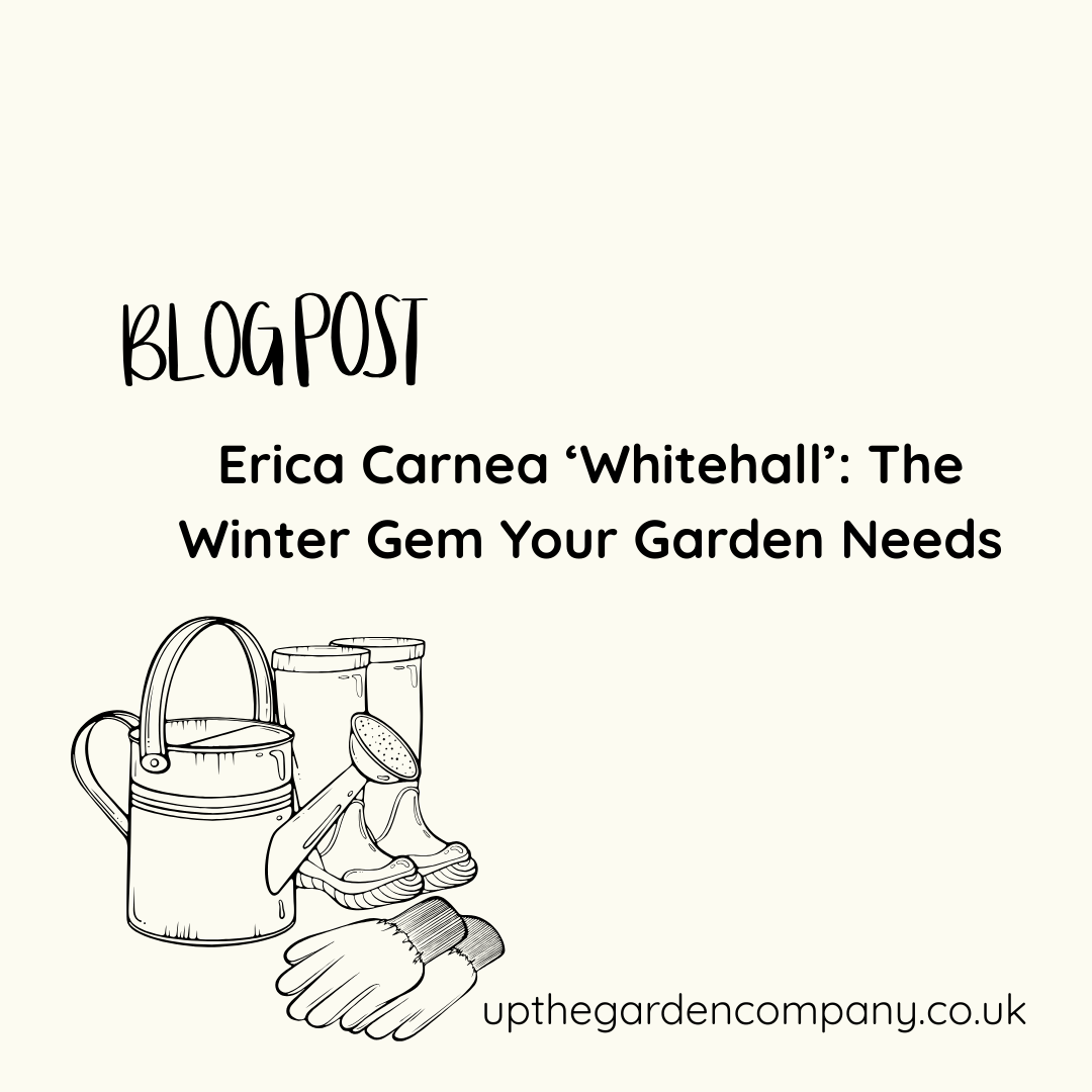 Erica Carnea ‘Whitehall’: The Winter Gem Your Garden Needs