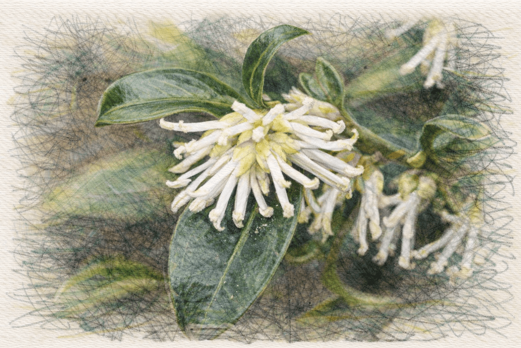 The Winter Wonder: Why Sarcococca Confusa Belongs in Your Garden