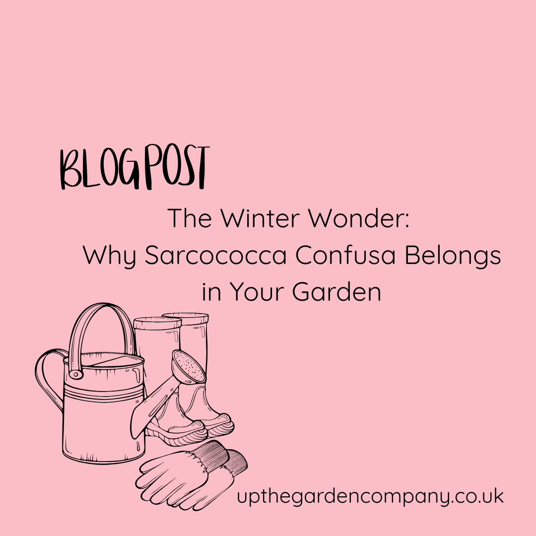 Sarcococca Confusa – Sweet Box