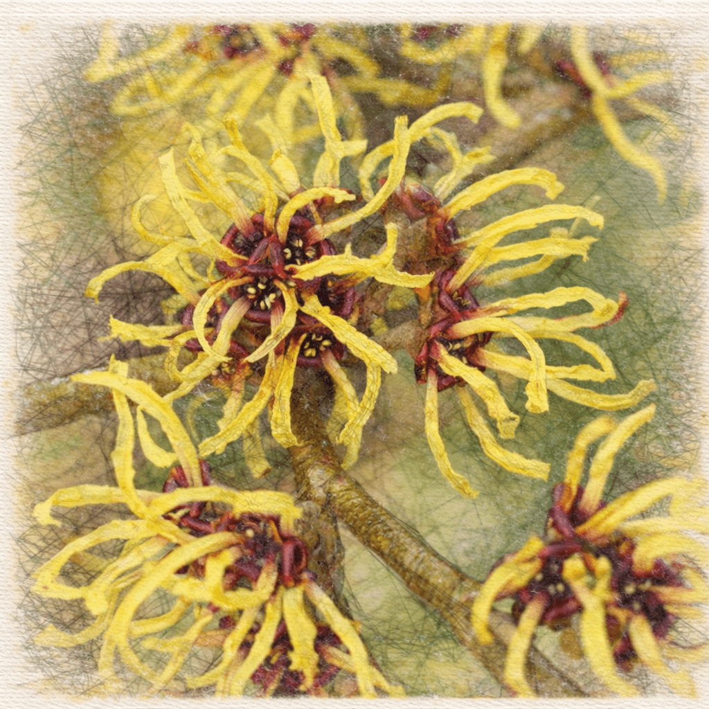 Witch Hazel 'Pallida