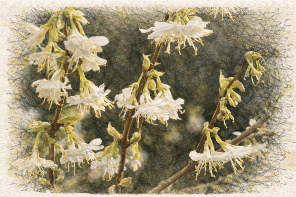 Lonicera fragrantissima - Winter Flowering Honeysuckle