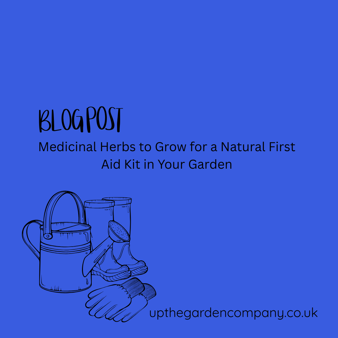 Medicinal Herbs to Grow for a Natural First Aid Kit in Your Garden
