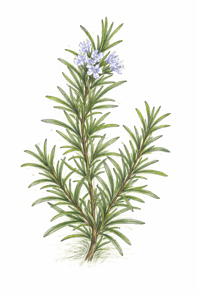 Salvia rosmarinus