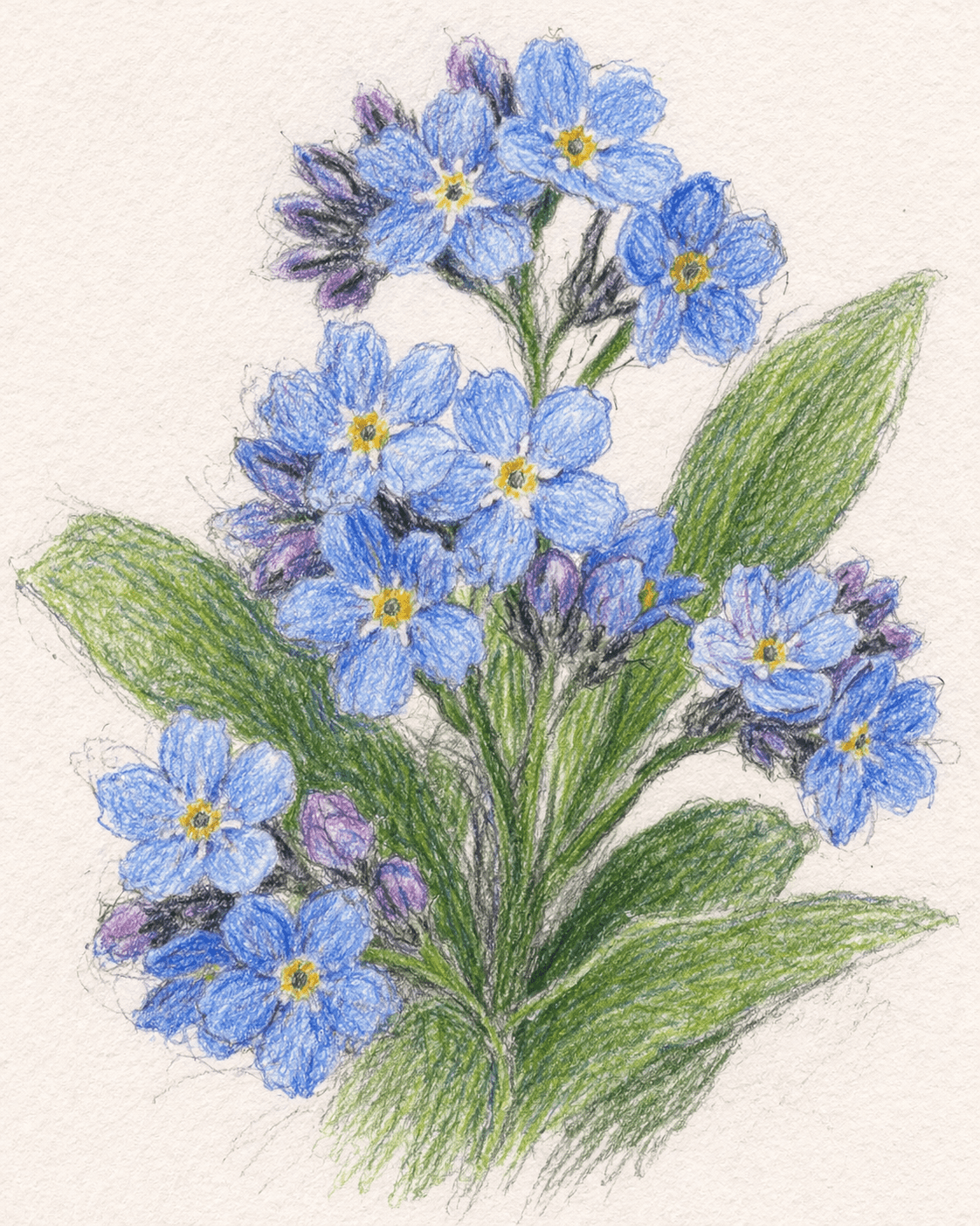 Forget-Me-Not Flowers (Myosotis)