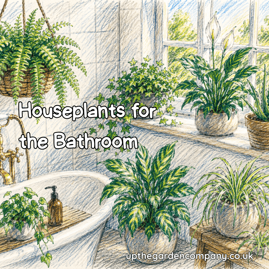 Houseplants for the Bathroom
