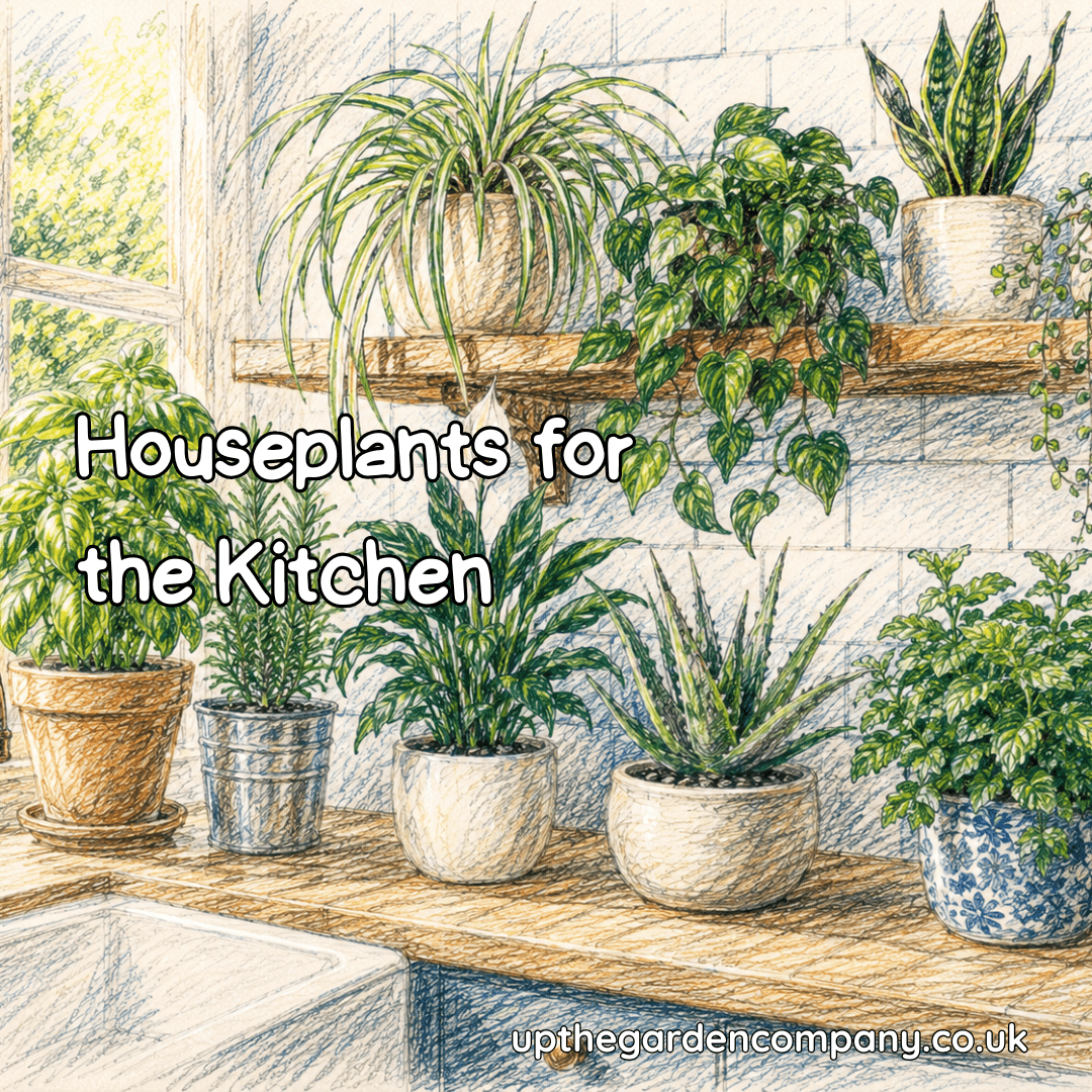 Houseplants for the Kitchen. Colourful sketch of houseplants int he bedroom