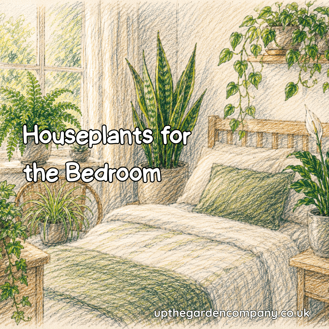 Houseplants for the Bedroom