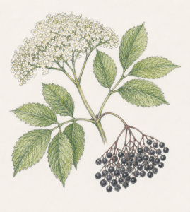 Elder (Sambucus nigra)