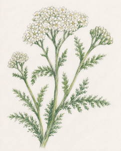 Yarrow (Achillea millefolium)