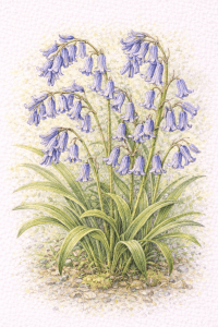 English Bluebell (Hyacinthoides non-scripta)