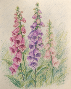 Foxglove (Digitalis purpurea)