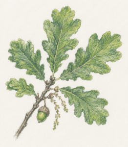 English Oak (Quercus robur)